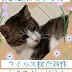里親募集中‼️4ヶ月~1歳 男の子