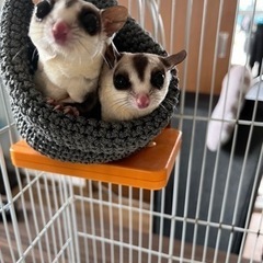 至急‼️フクロモモンガ家族　里親募集です‼️