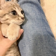 ☆里親さん決定☆グレージュキジトラくん　2ヶ月