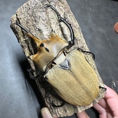 【成虫】　エレファスゾウカブト　109mm