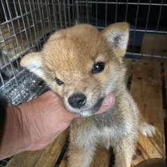 生まれつき小さく生まれてきました。室内飼育向けです