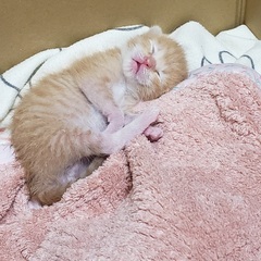 生後2週間(7\13現在)ほどの茶トラ子猫ちゃんです