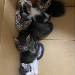 和歌山県 子猫募集