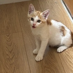 里親様決まりました😽有難うございます