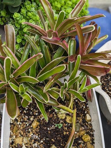観葉植物鉢付き 珍しい育てて下さい。