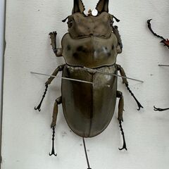ローゼンベルギー　アスタコイデス 　　セットの画像