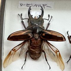 ローゼンベルギー・パプアキンイロ　セットの画像