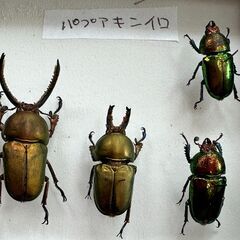 ローゼンベルギー・パプアキンイロ　セットの画像