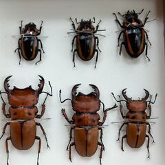 メンガタクワガタ　雌雄3セット