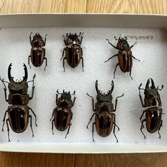 ゼブラノコギリクワガタ　　雌3・雌4匹セット