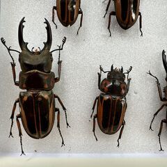 ゼブラノコギリクワガタ　　雌3・雌4匹セットの画像