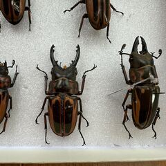 ゼブラノコギリクワガタ　　雌3・雌4匹セットの画像