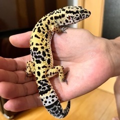 レオパハイイエロー