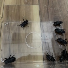 天然 ノコギリクワガタ　の画像