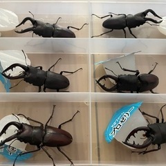天然 ノコギリクワガタ　