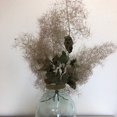 お値下げいたしました　植物　スモークツリー　ドライフラワー
