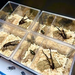ペレンメタリフェル♂♀【完売御礼】の画像