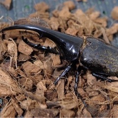 ヘラクレスオオカブト　まとめ売り！！の画像