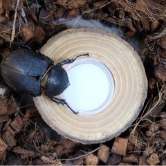 ヘラクレスオオカブト　まとめ売り！！の画像