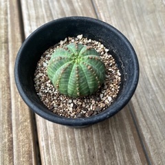ユーフォルビア　シンメトリカ（Euphorbia symmetr...