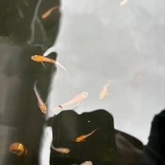 メダカ　紅白系　20匹以上いますの画像