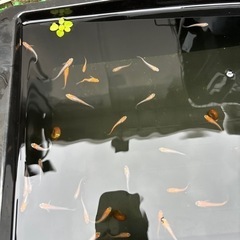 メダカ　紅白系　20匹以上いますの画像