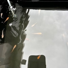 メダカ　紅白系　20匹以上いますの画像