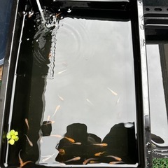 メダカ　紅白系　20匹以上います