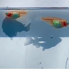 紅ほっぺダルマ（ロングフィン因子あり）の卵25個＋α