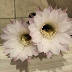 サボテンの脇芽の画像
