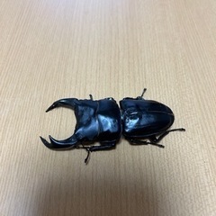 元祖 奈良輪川西ちなみ血統　元木　オオクワガタ　ペア