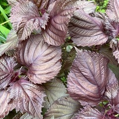 しそ　　　　梅漬けの画像