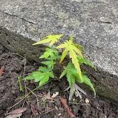 紅葉　　　盆栽ガーデニング