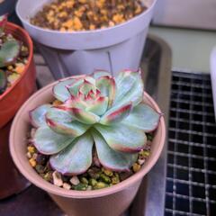 多肉植物  エケベリアの画像