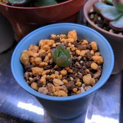 多肉植物 ハオルチア 