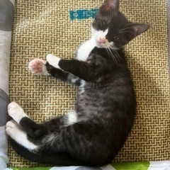 白黒の可愛い元気な男の子です。里親様決まりました。