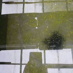 幼魚、稚魚メダカ20匹