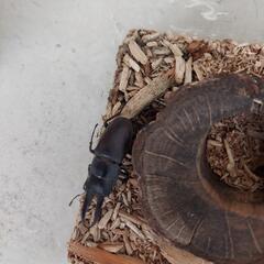 クワガタムシの画像