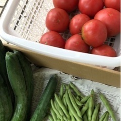 自然農体験教室　野菜作り！の画像