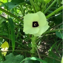 自然農体験教室　野菜作り！の画像