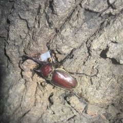 カブトムシ　クワガタ