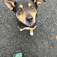 迷い犬