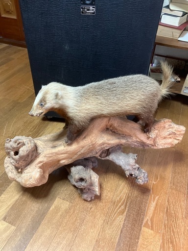 剥製