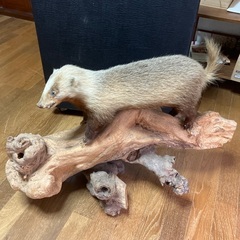 剥製