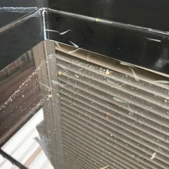 🐟野生のメダカ🐟10匹100円🐟