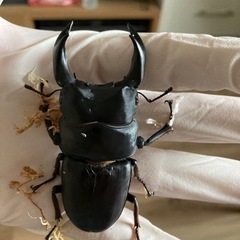 オオクワガタ久留米（マツノ系）2024年羽化ゴショク前の♂1♀3...