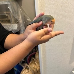コザクラインコ