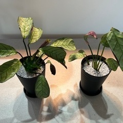 観葉植物　マランタ　アマグリス