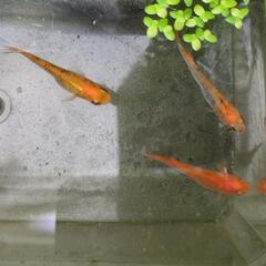朱赤メダカ稚魚、幼魚盛り10匹＋a
