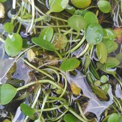 【再募集＊説明や場所を最後まで確認して下さい】アマゾンフロッグピット(イチョウウキコケ)の画像